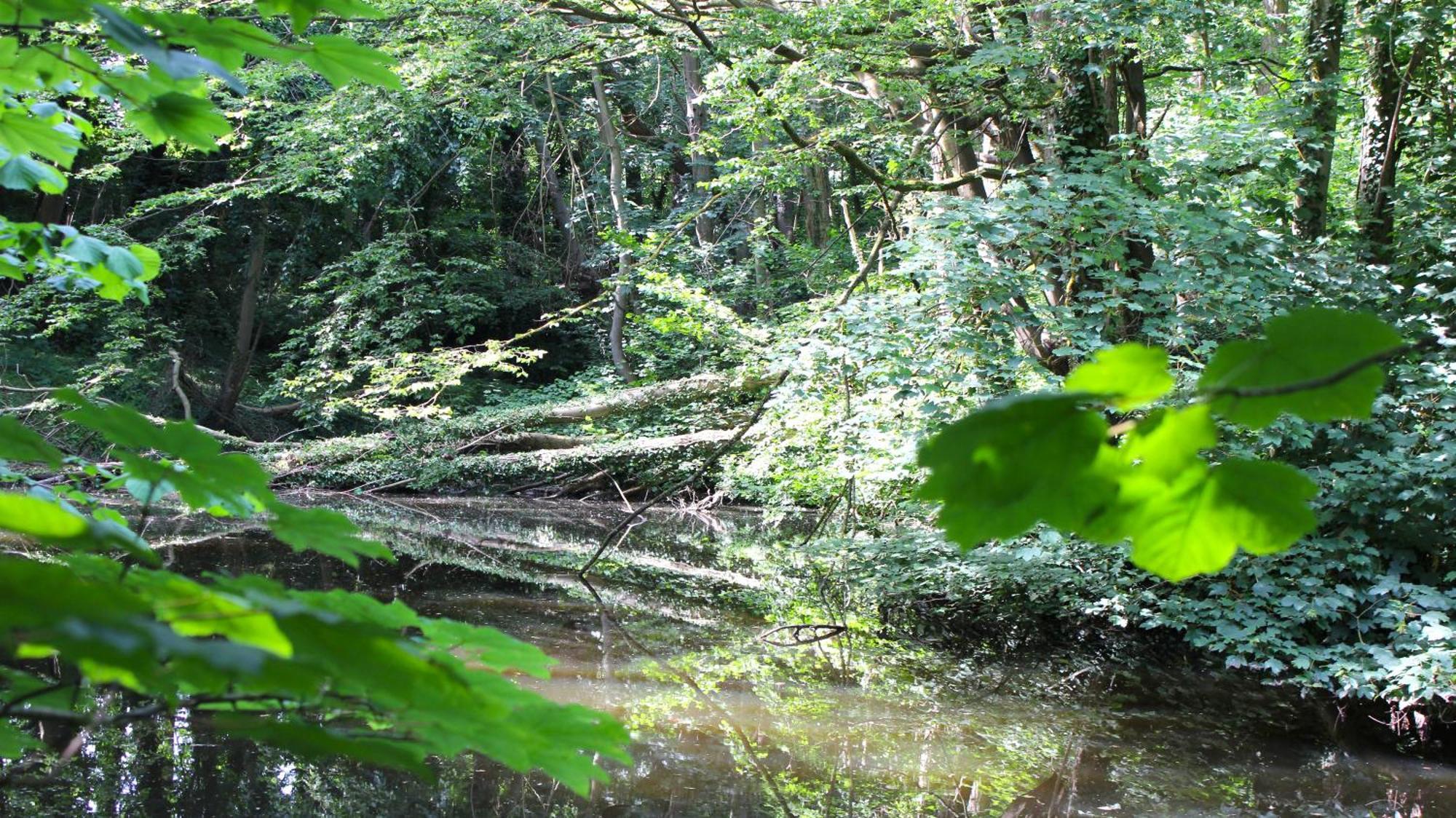 Zum Wohlfuehlen Fuer 4 Erwachsene +1 Kind, Schwimmbad Vor Der Tuer Tiere Erlaubt Sierksdorf Exterior foto